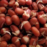 sprouted-+adzuki+beans