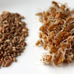 sprouted-+wheat